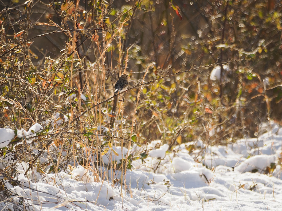 Field Sparrow - ML647071410