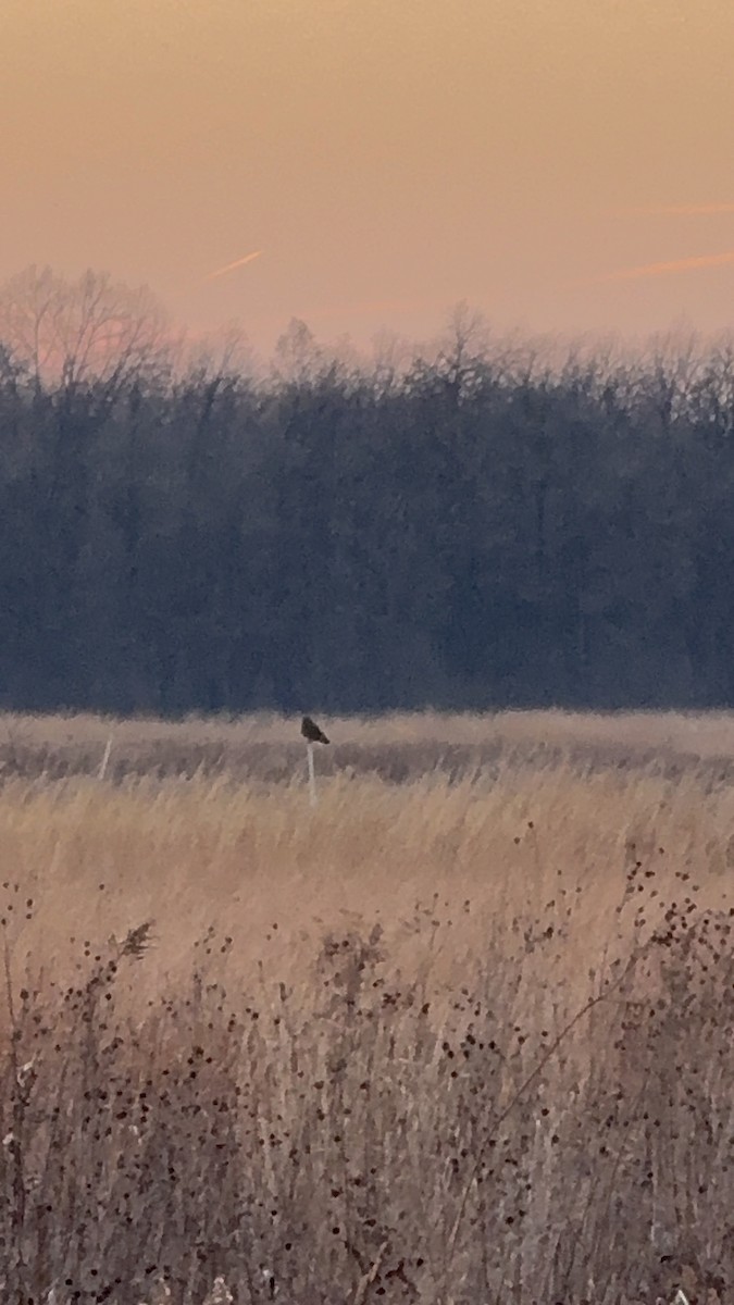 短耳鴞(flammeus) - ML647071412