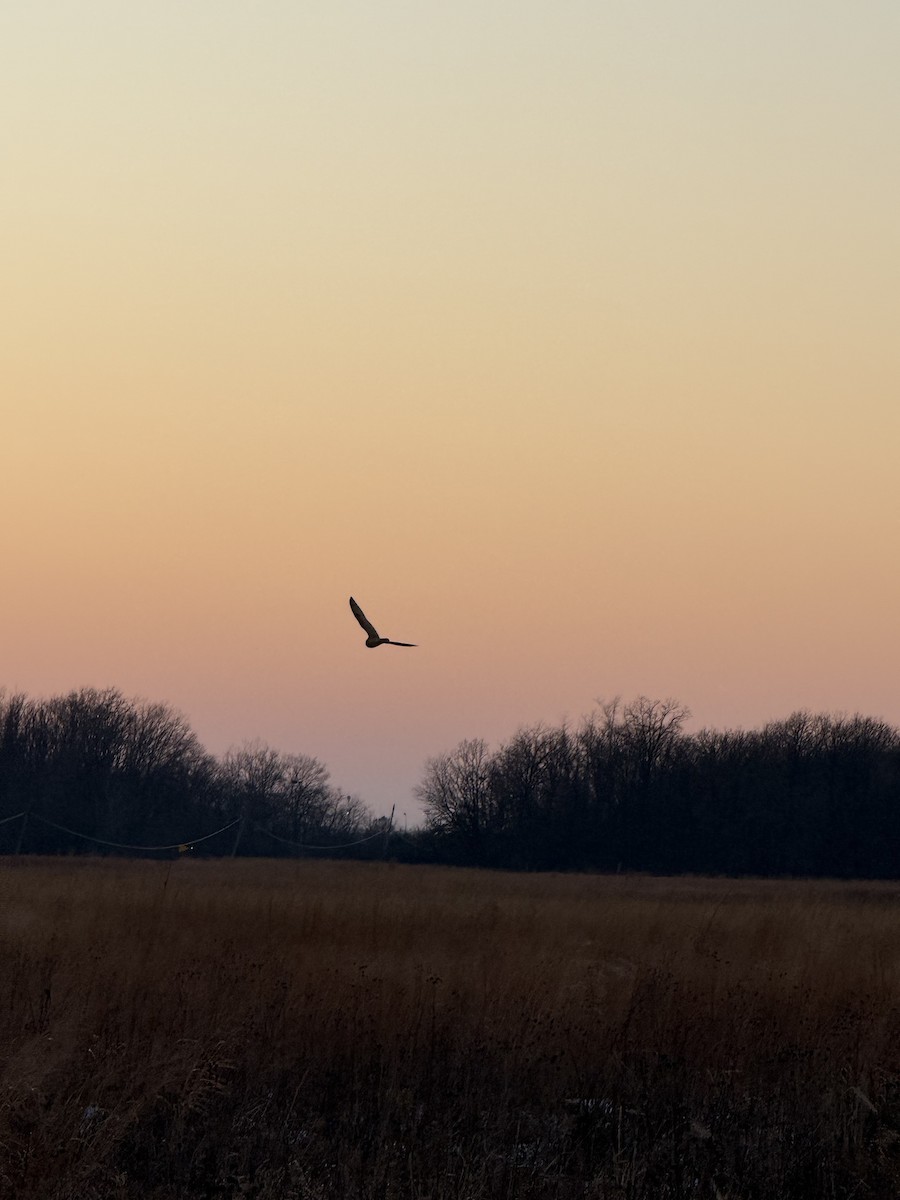 短耳鴞(flammeus) - ML647071413