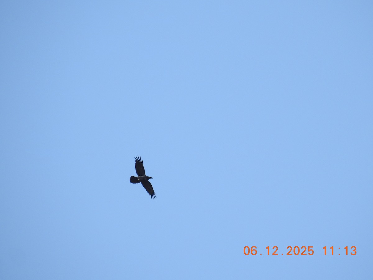 Common Raven - ML647071414