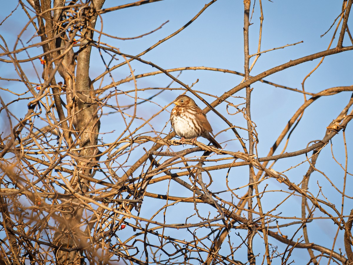 Fox Sparrow - ML647071416