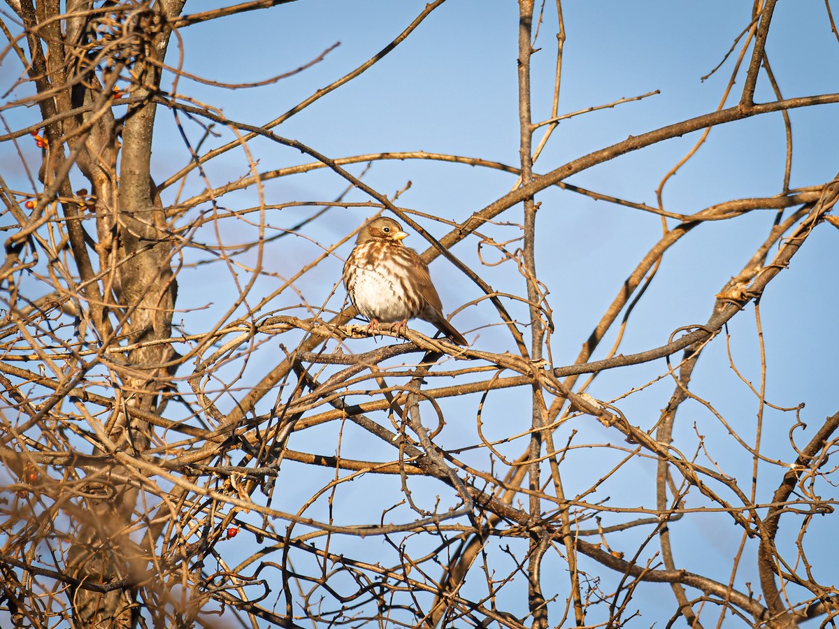 Fox Sparrow - ML647071417