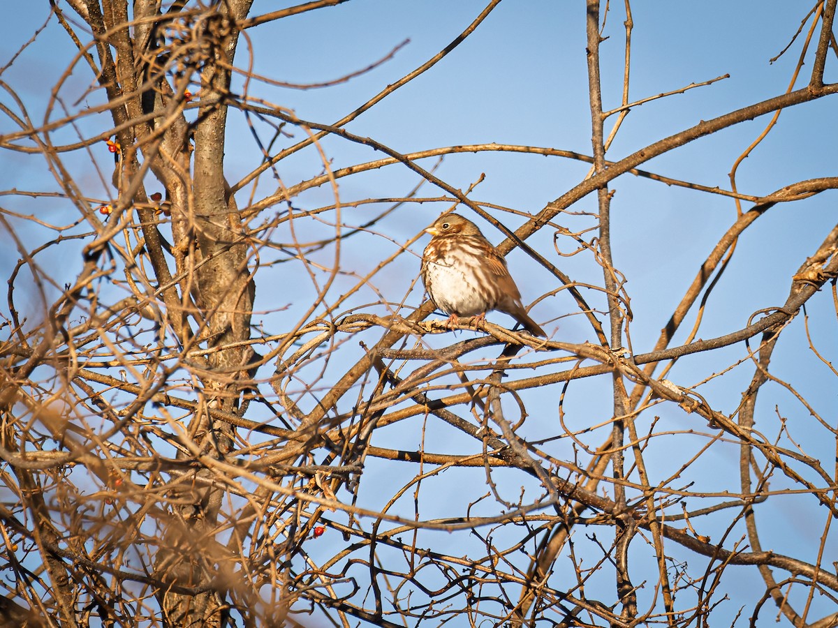 Fox Sparrow - ML647071418