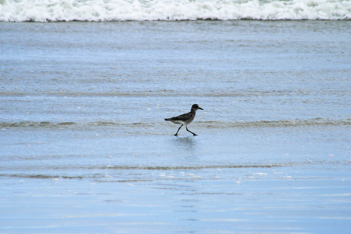 tundralo - ML647071419