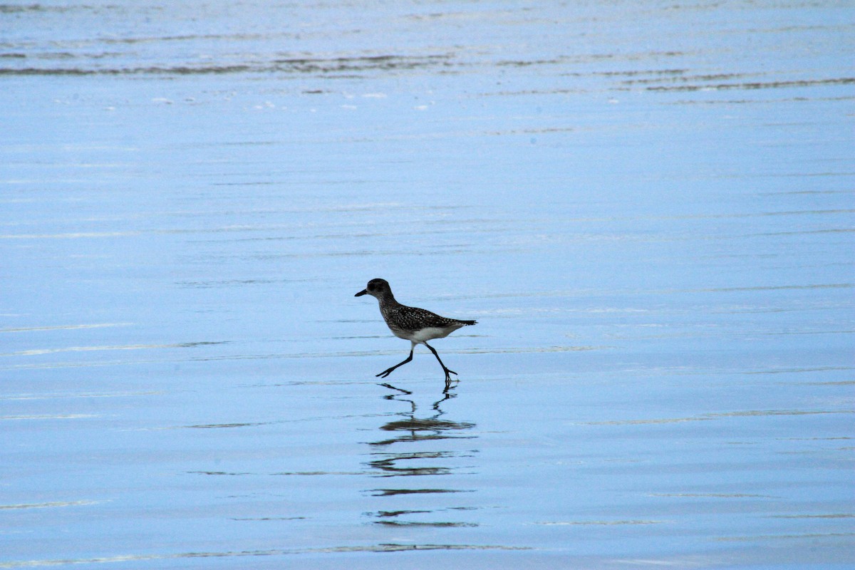 tundralo - ML647071420