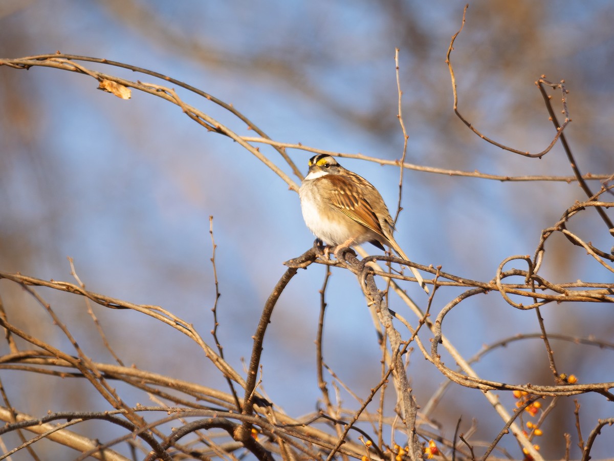 White-throated Sparrow - ML647071422