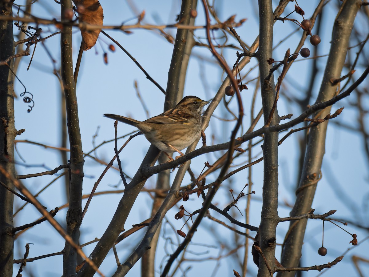 White-throated Sparrow - ML647071423