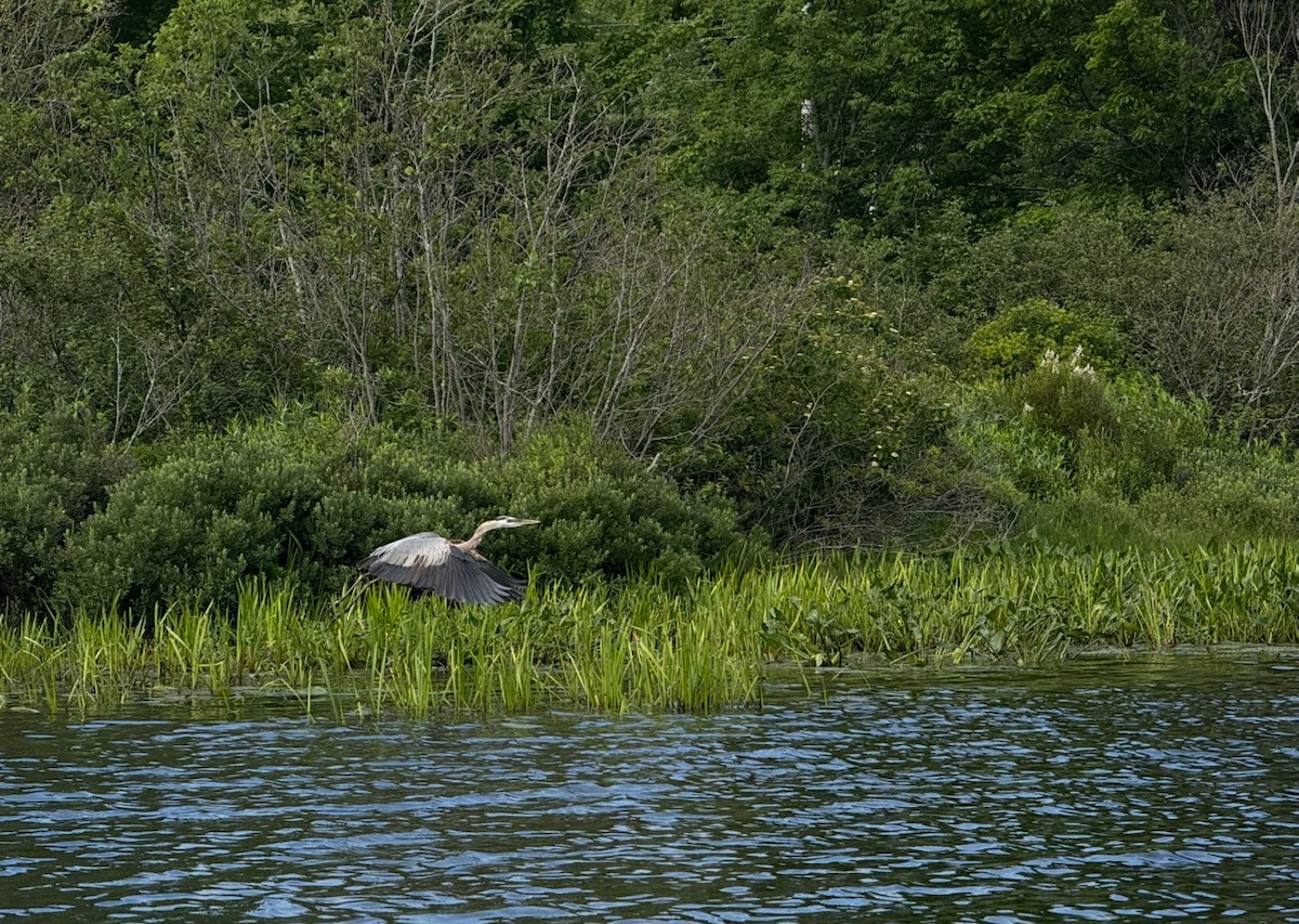 Great Blue Heron - ML647071431