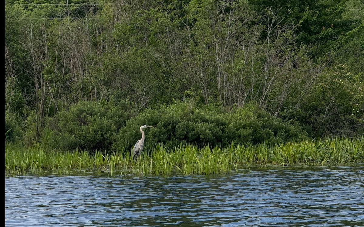 Great Blue Heron - ML647071432