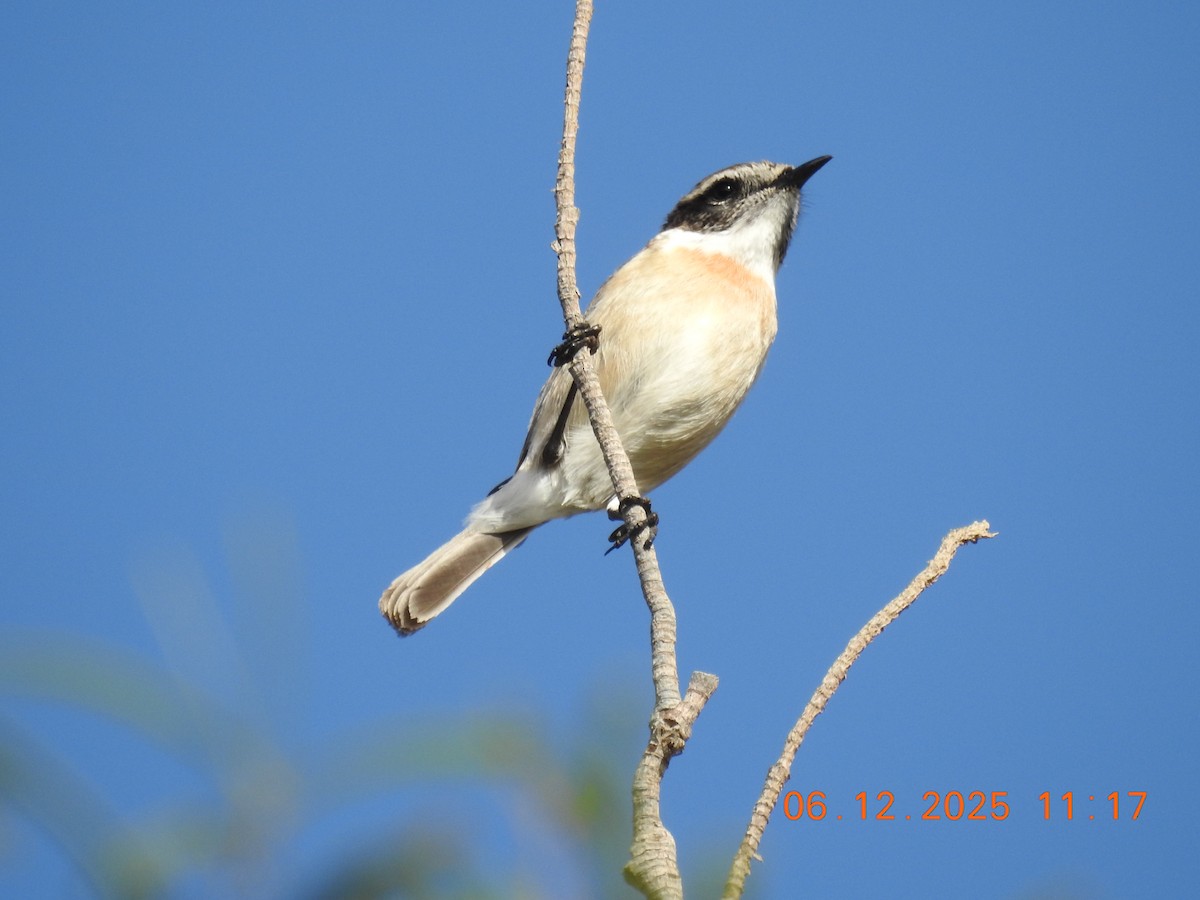 Fuerteventura Stonechat - ML647071437
