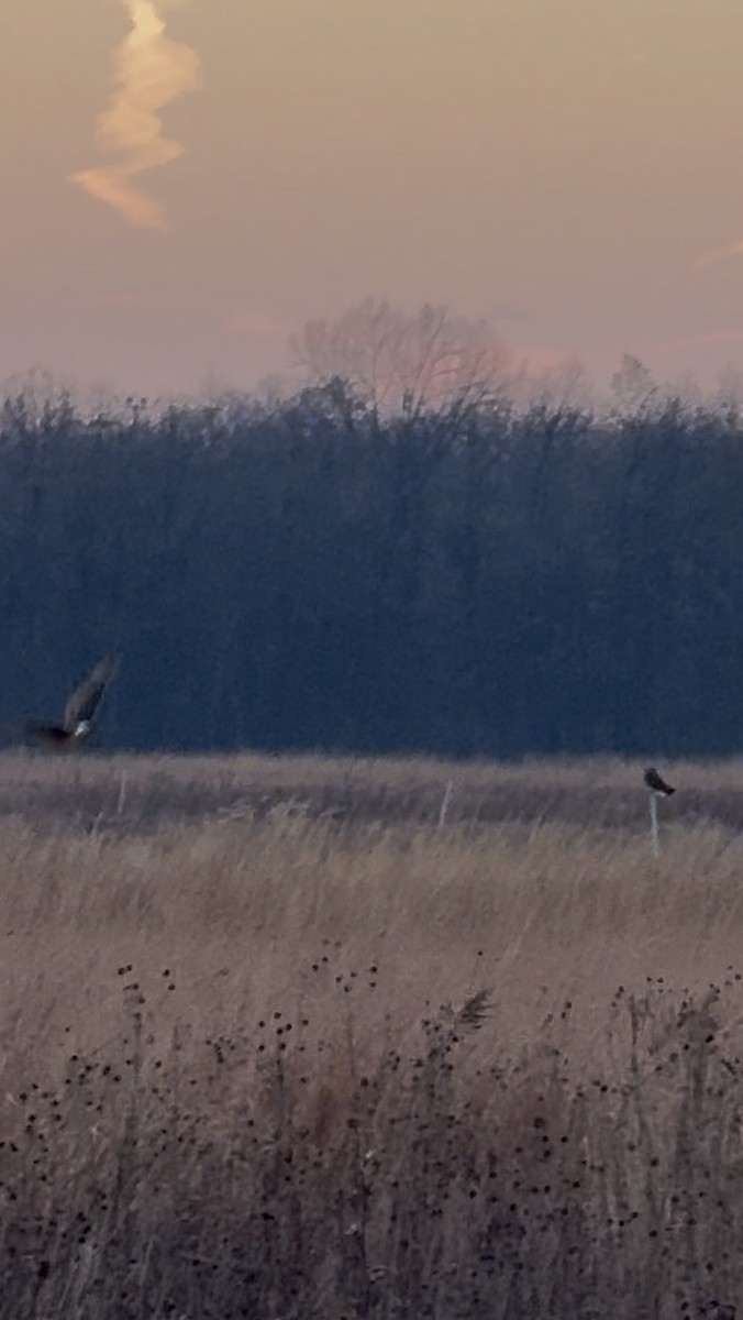 Northern Harrier - ML647071439