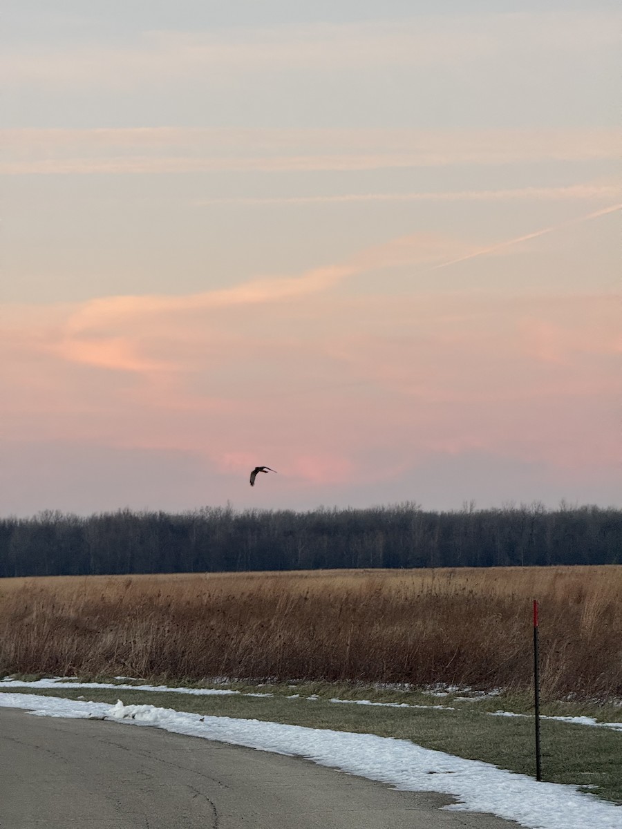Northern Harrier - ML647071440