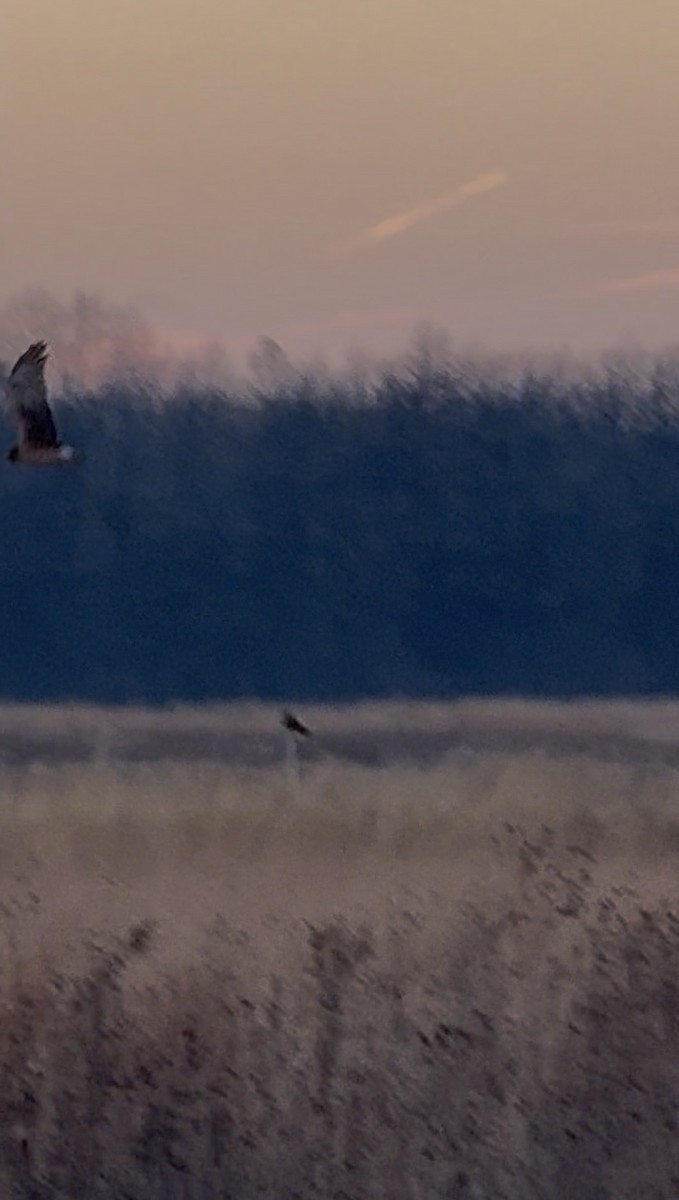 Northern Harrier - ML647071441
