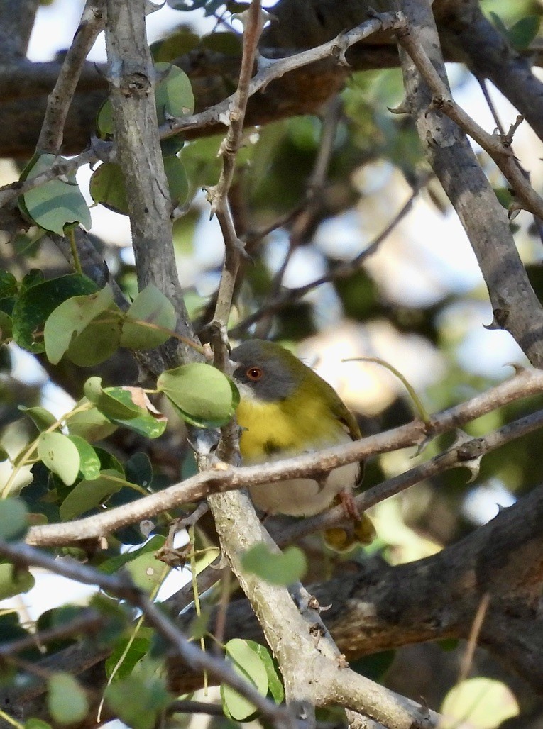 Нікорник жовтоволий - ML647071445