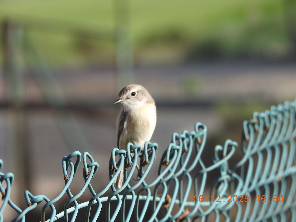 Fuerteventura Stonechat - ML647071453