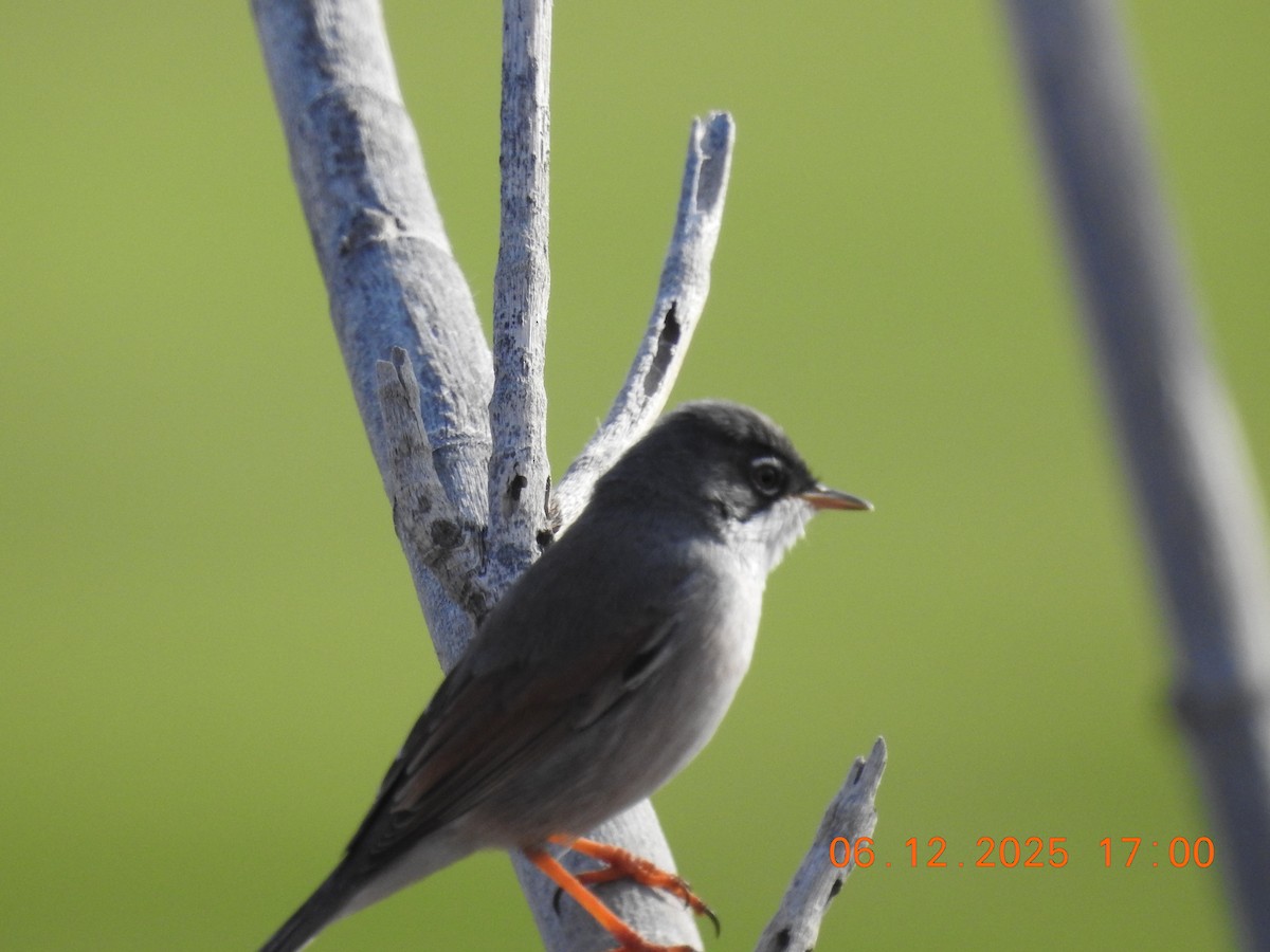 Spectacled Warbler - ML647071462