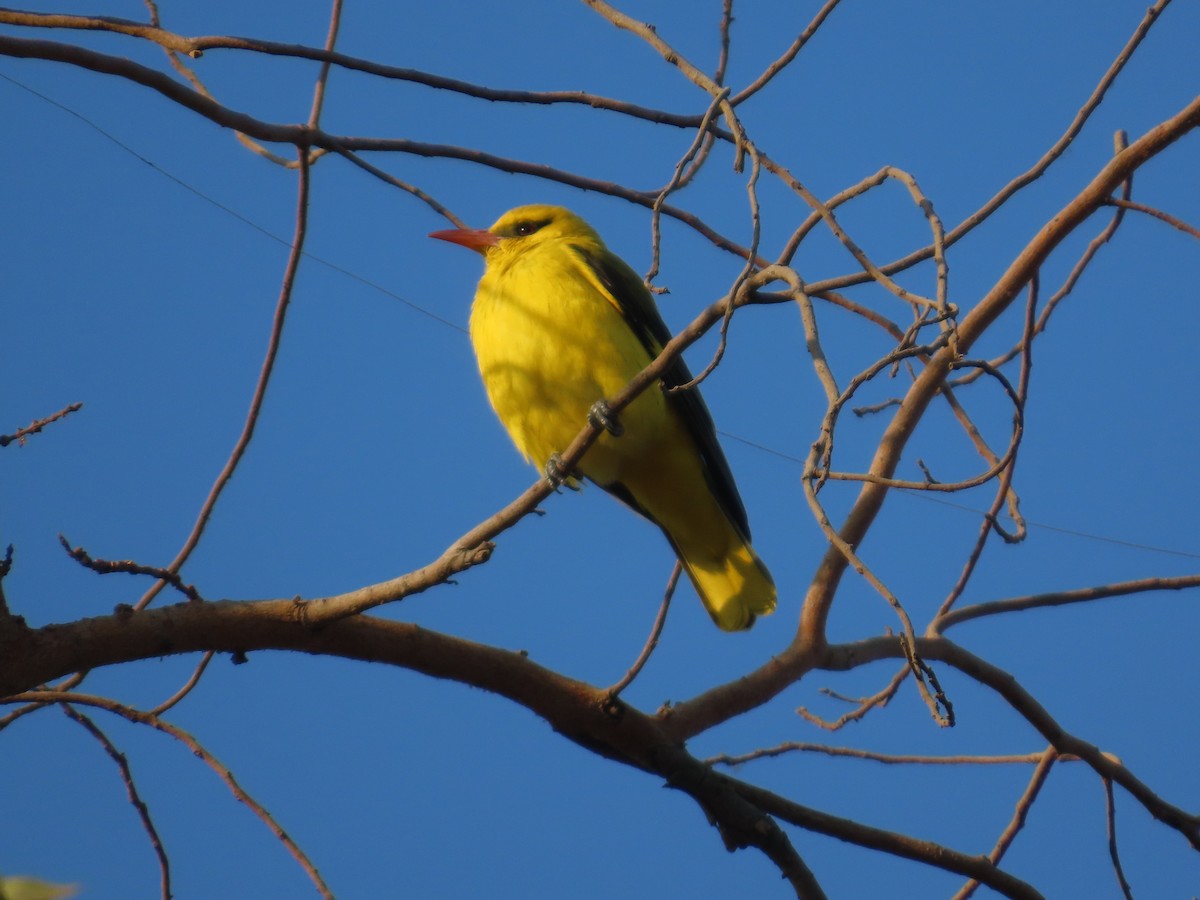 Indian Golden Oriole - ML647071469