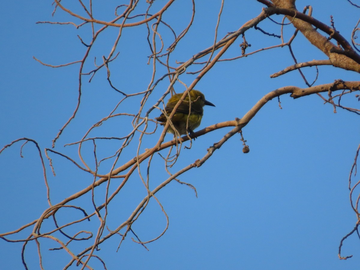 Indian Golden Oriole - ML647071470