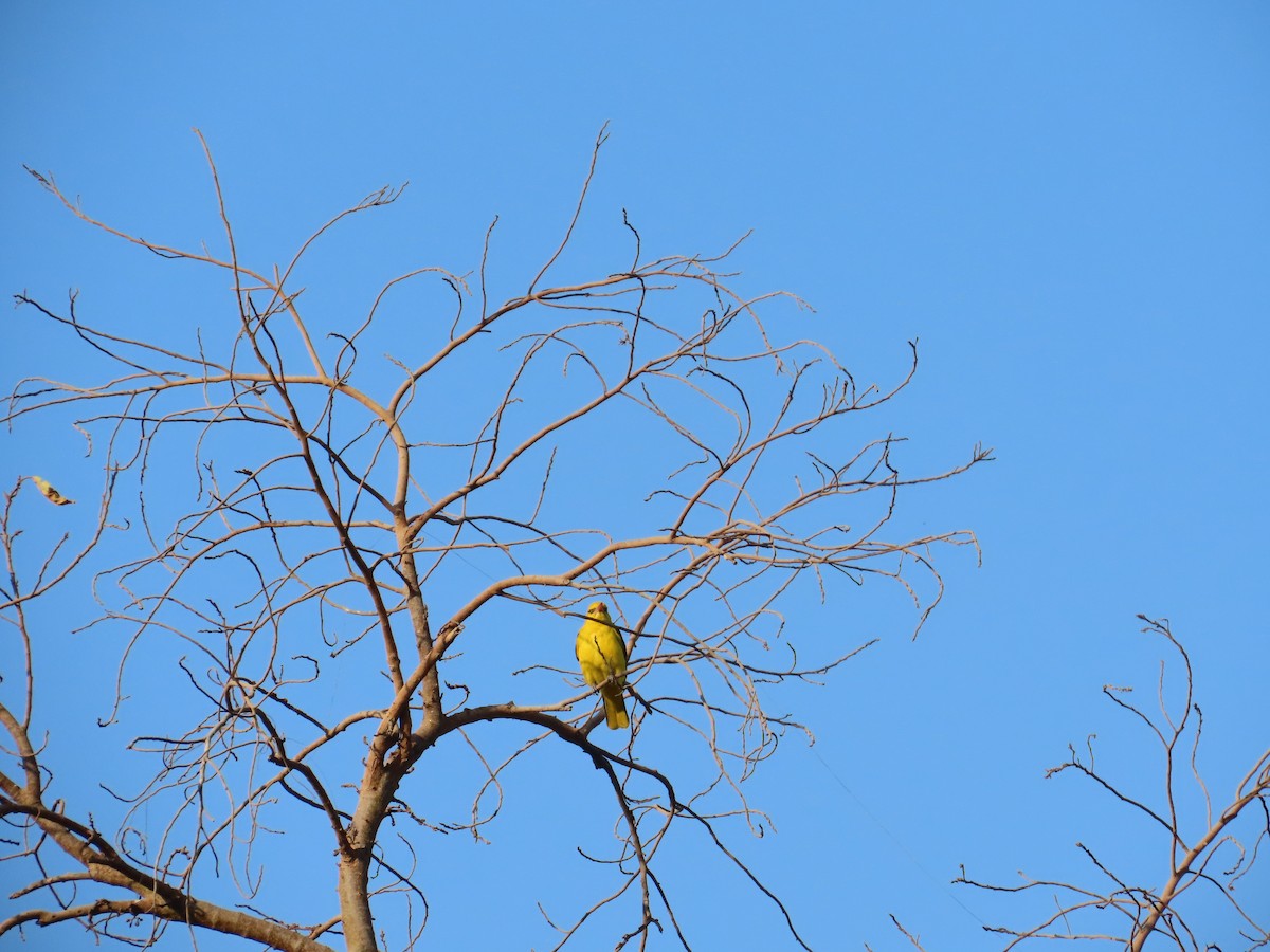 Indian Golden Oriole - ML647071471