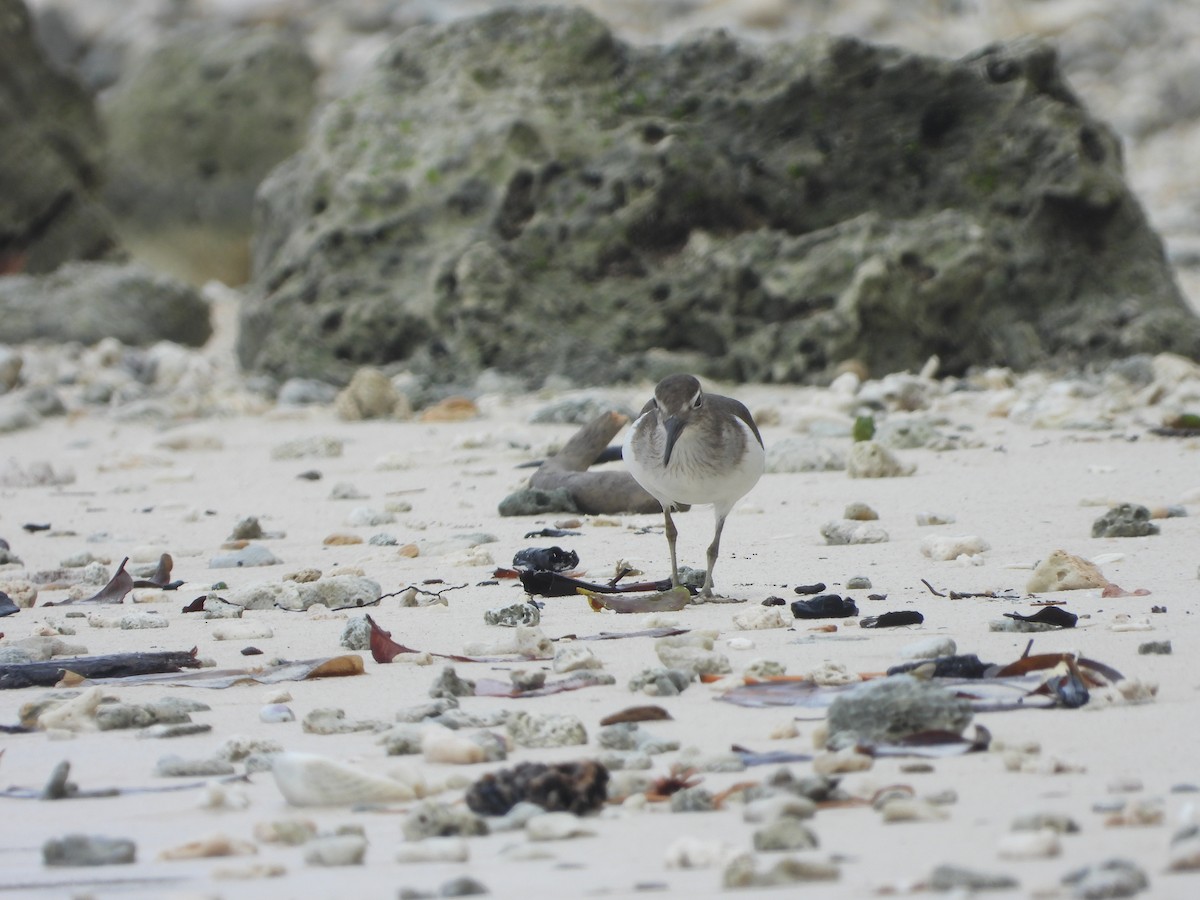 Chevalier guignette - ML647071472