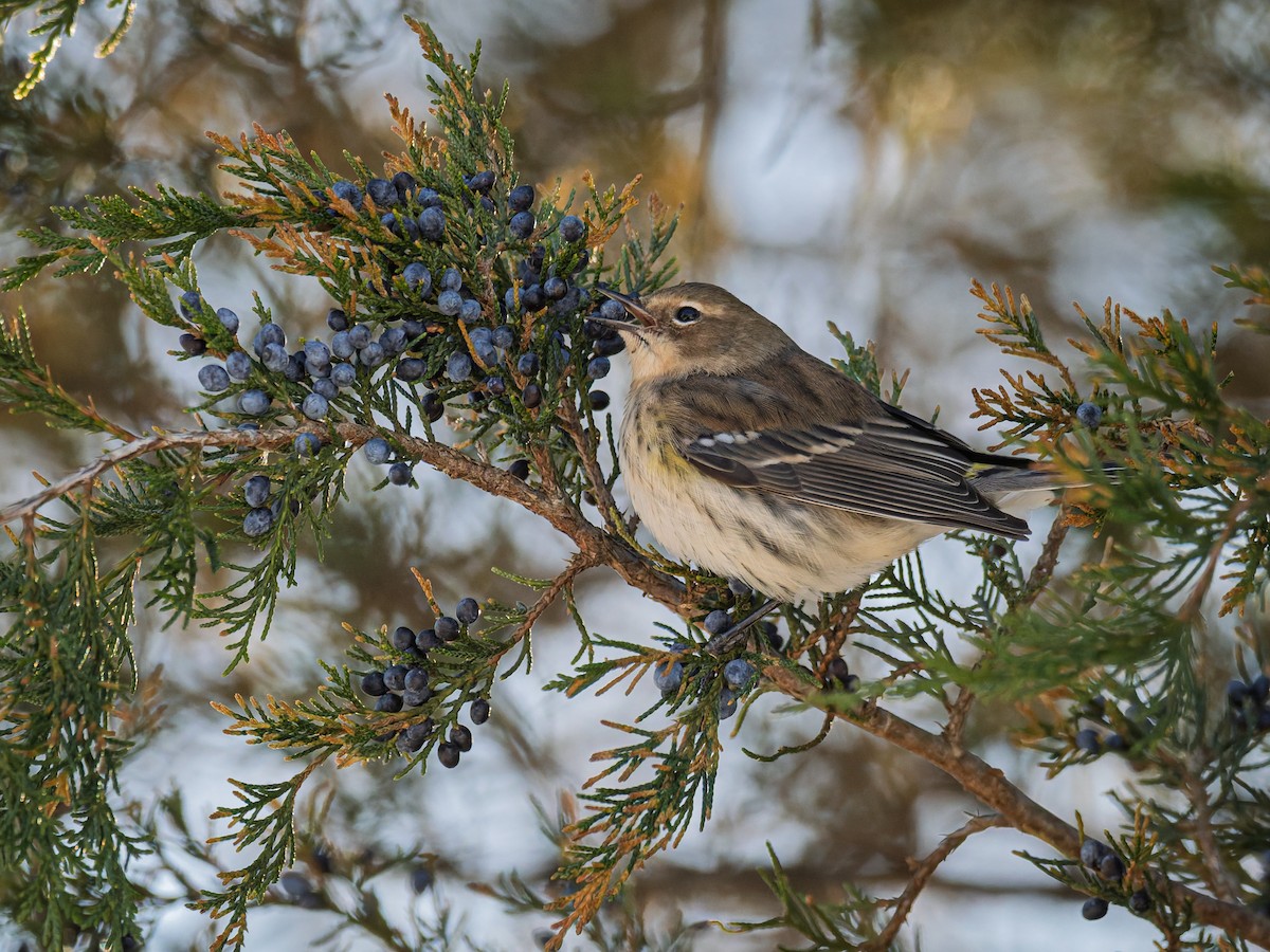 Yellow-rumped Warbler - ML647071476