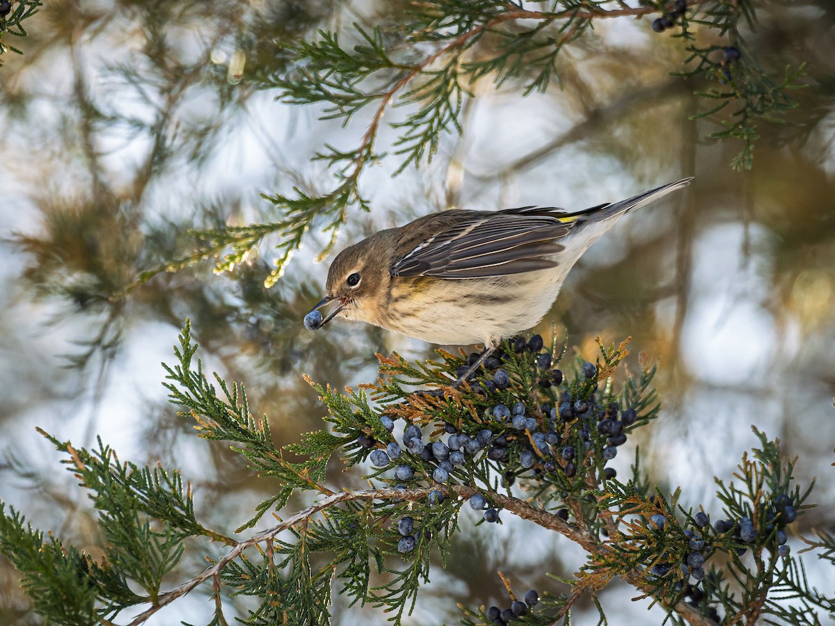 Yellow-rumped Warbler - ML647071477