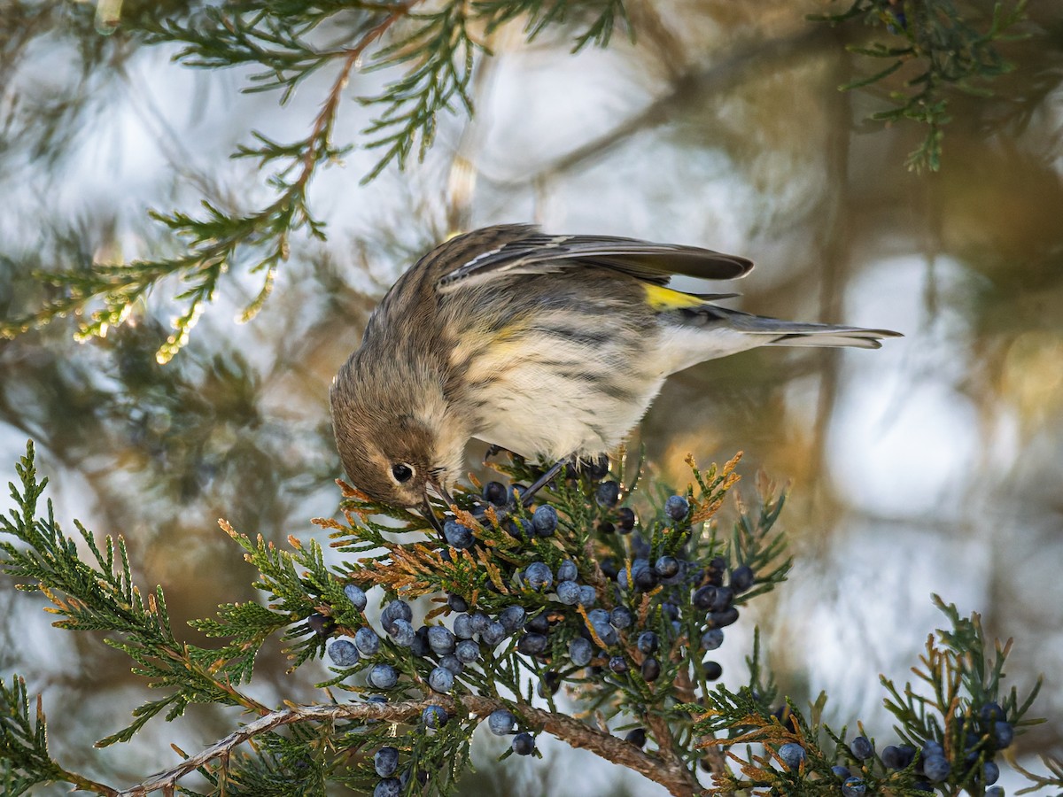Yellow-rumped Warbler - ML647071478
