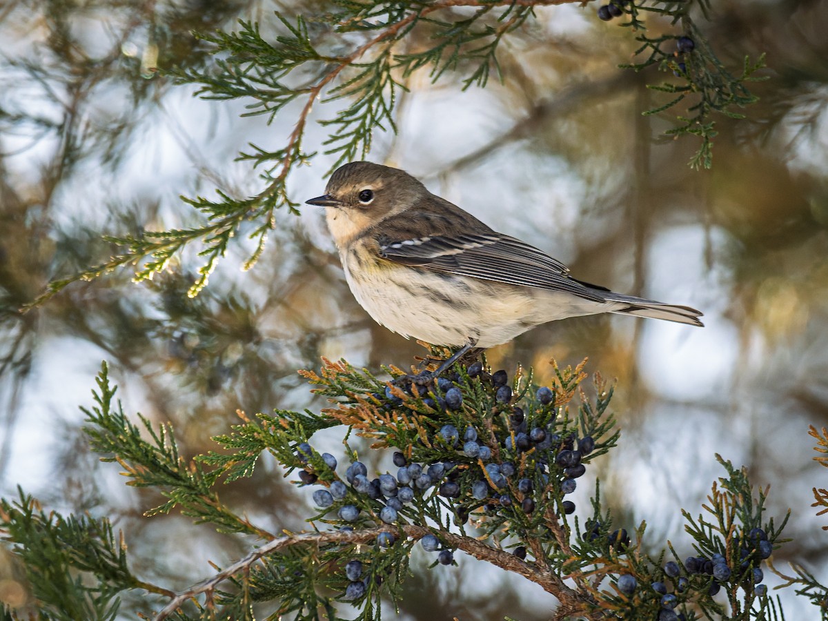 Yellow-rumped Warbler - ML647071479
