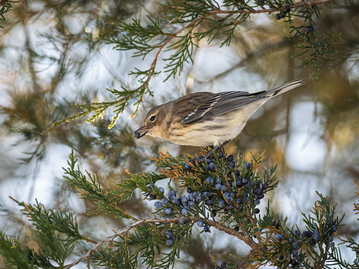 Yellow-rumped Warbler - ML647071480