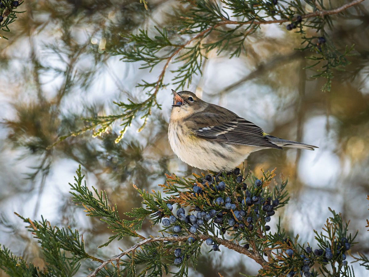 Yellow-rumped Warbler - ML647071481