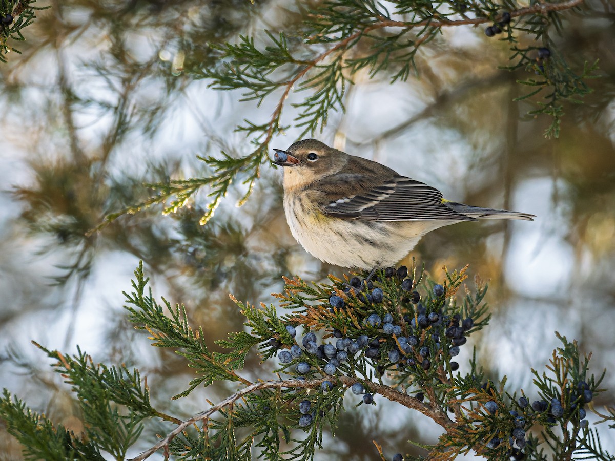 Yellow-rumped Warbler - ML647071482