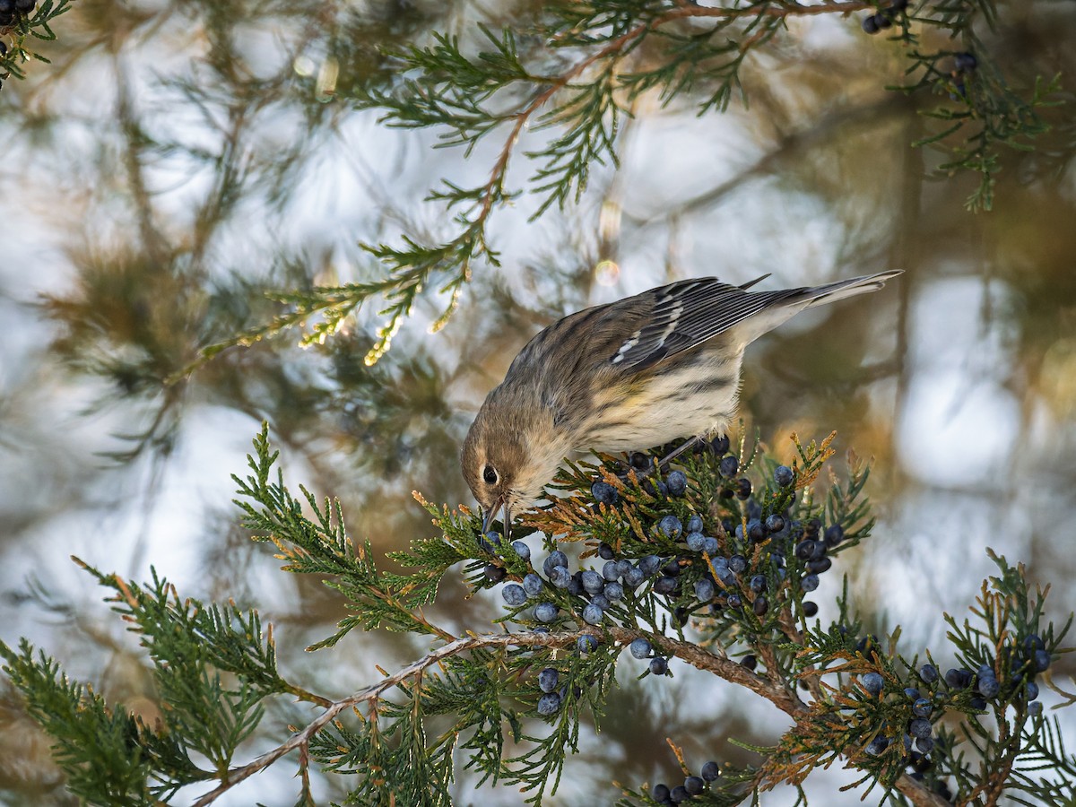 Yellow-rumped Warbler - ML647071483