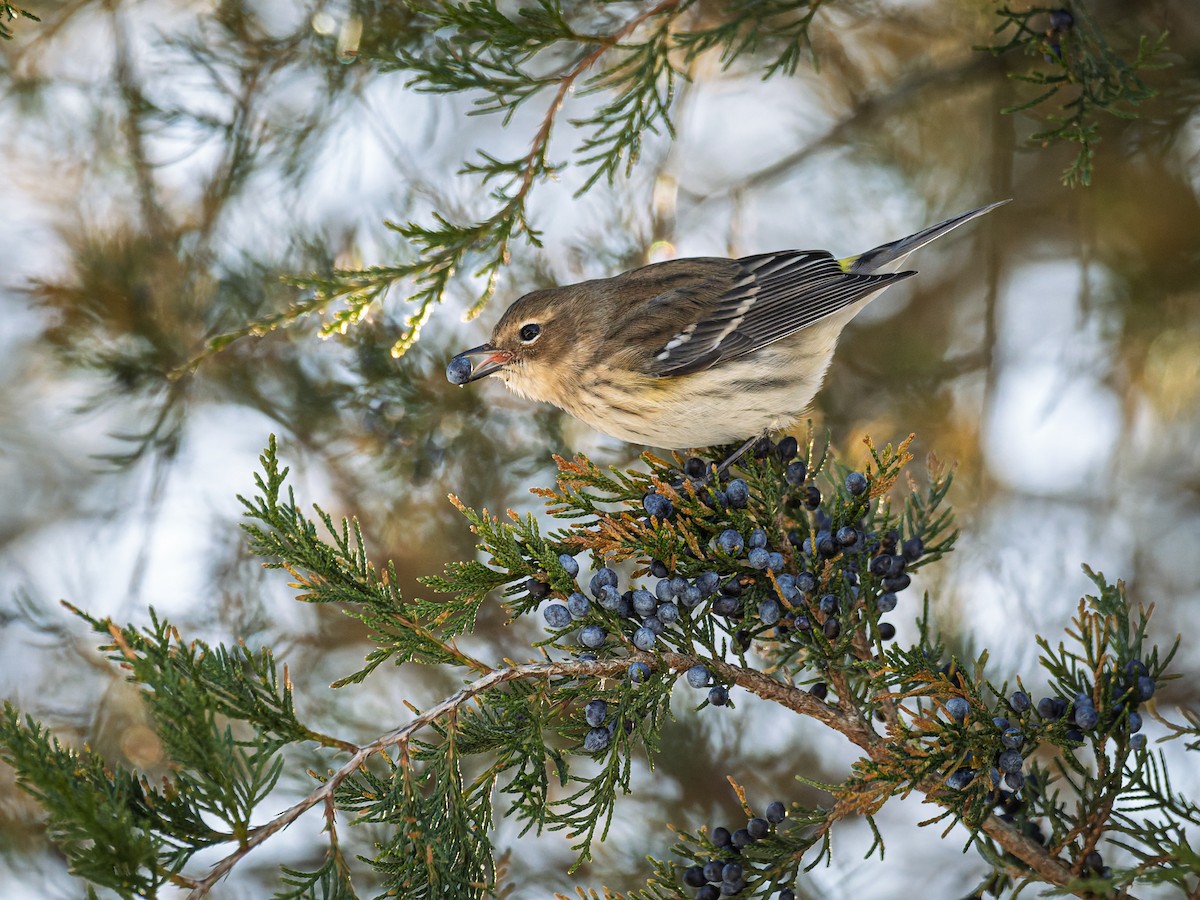 Yellow-rumped Warbler - ML647071484