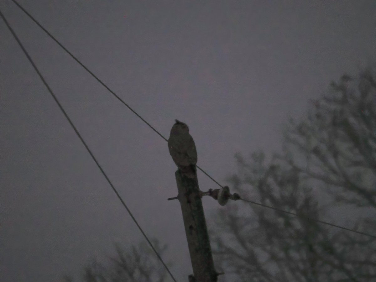 Пугач віргінський - ML647071494