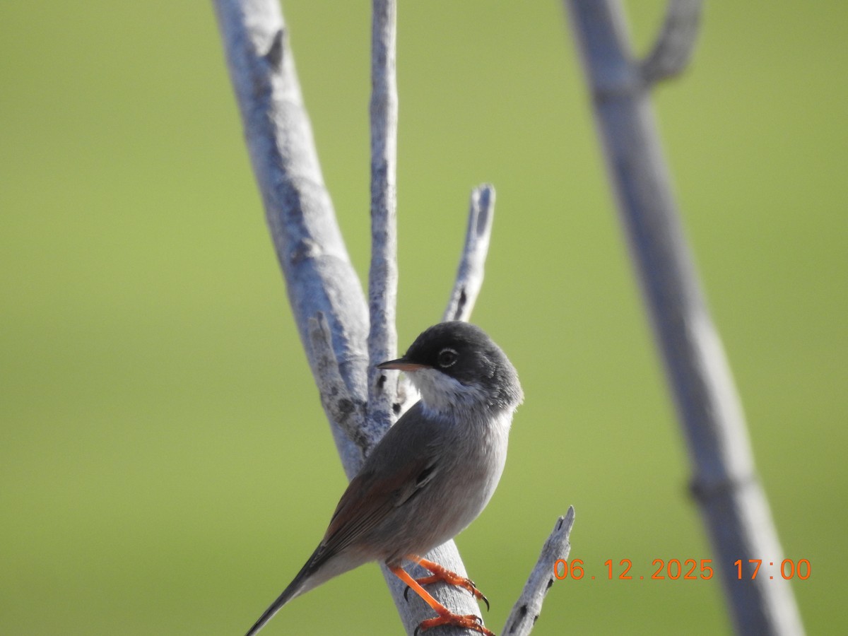 Spectacled Warbler - ML647071495