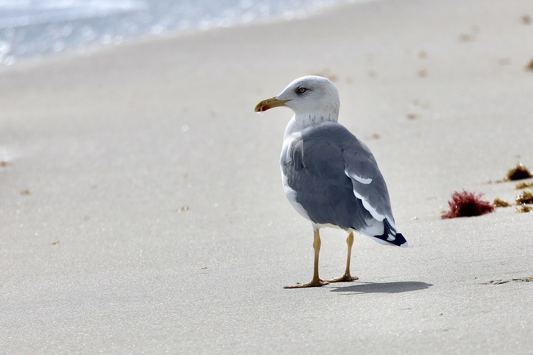 Lesser Black-backed Gull - ML647071501