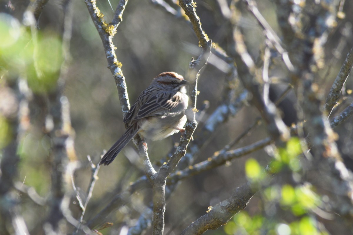 Chaco Sparrow - ML647071502