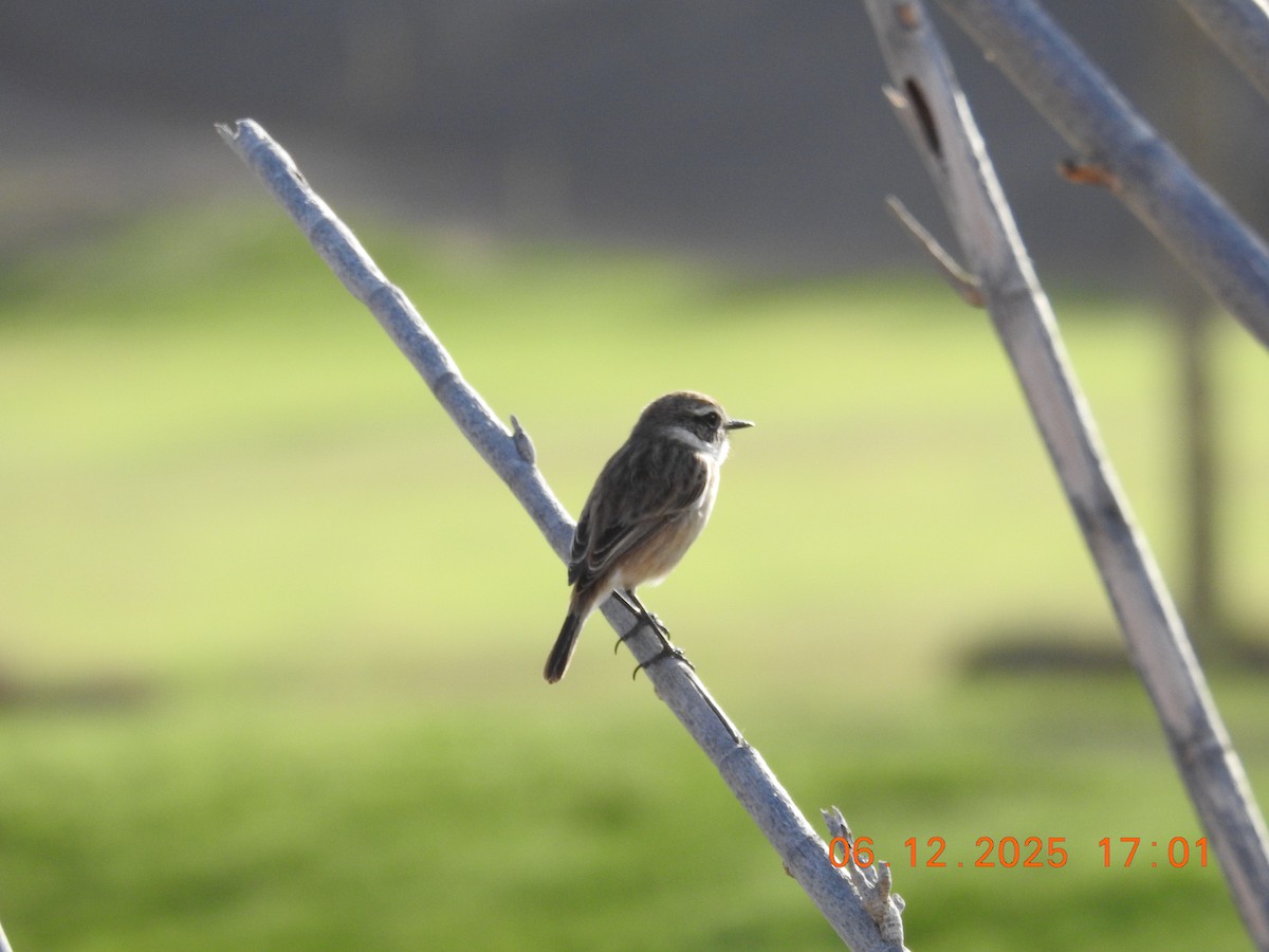 Fuerteventura Stonechat - ML647071504