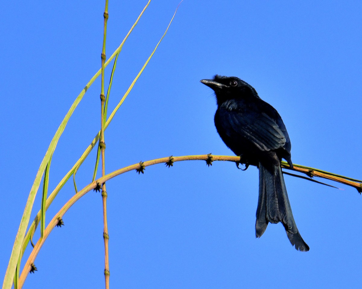 Sri Lanka Drongo - ML647071505