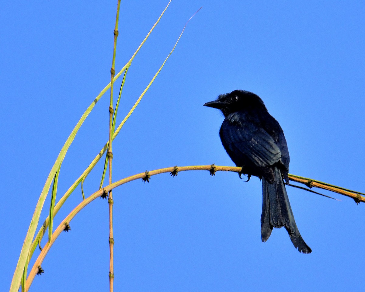 Sri Lanka Drongo - ML647071506