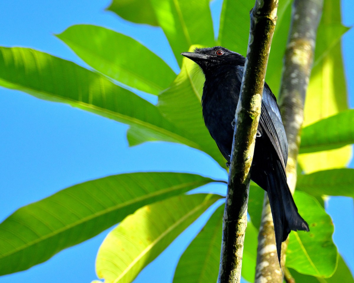 Sri Lanka Drongo - ML647071508
