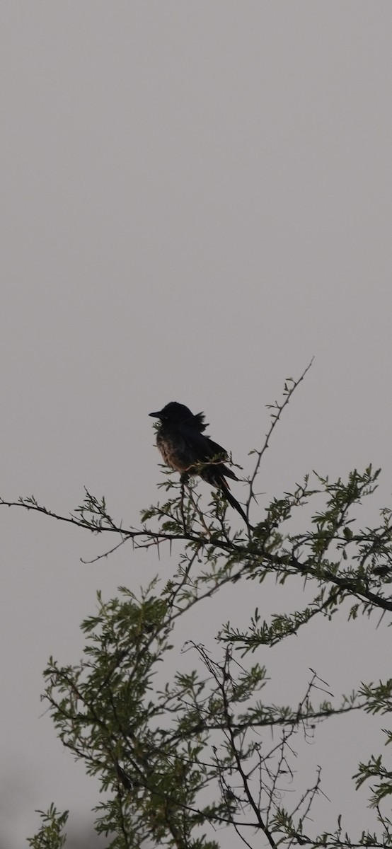 Black Drongo - ML647071510