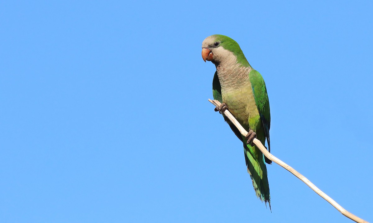 Mönchssittich - ML647071513