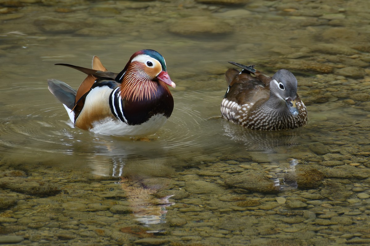 Мандаринка - ML647071517