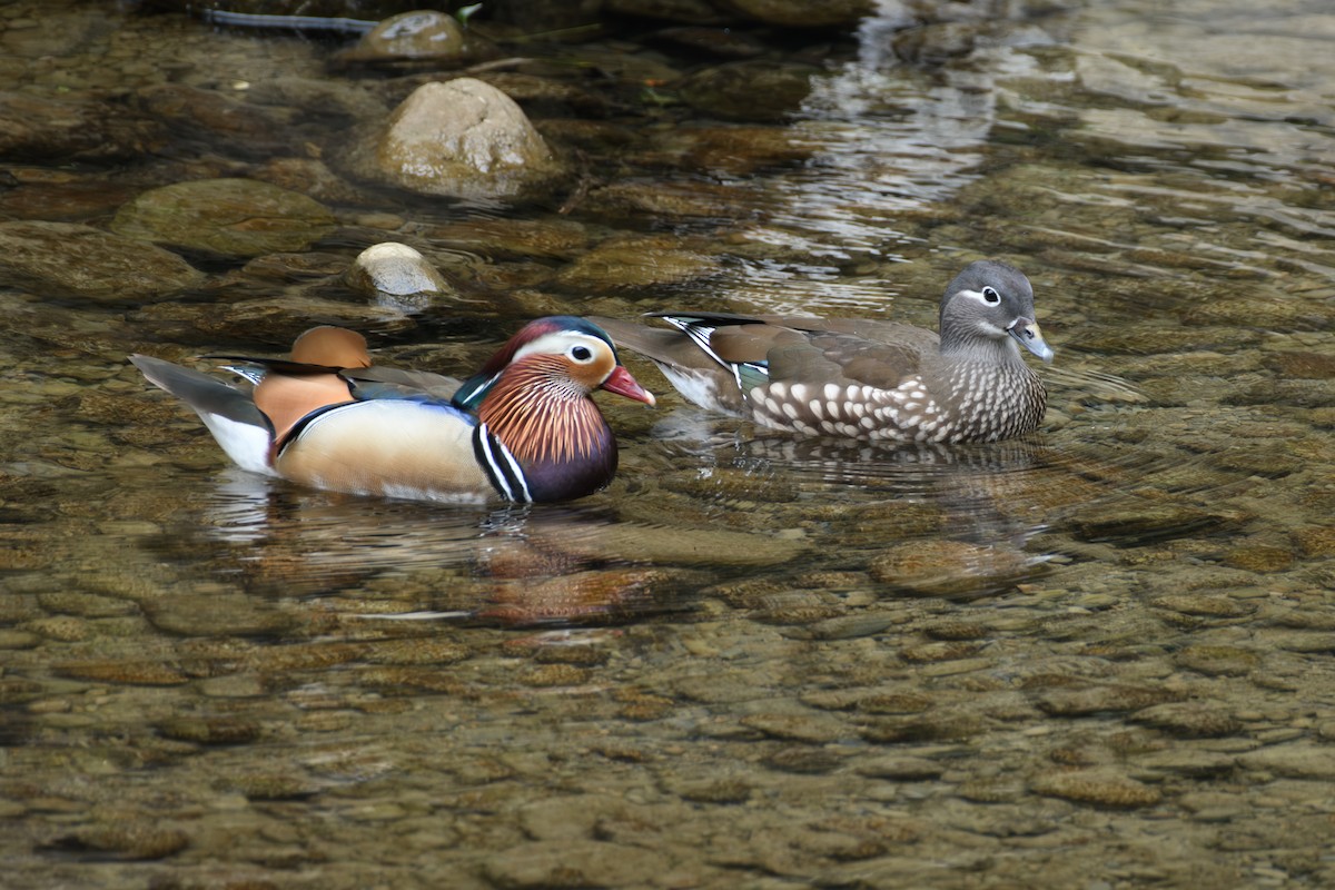 Мандаринка - ML647071518