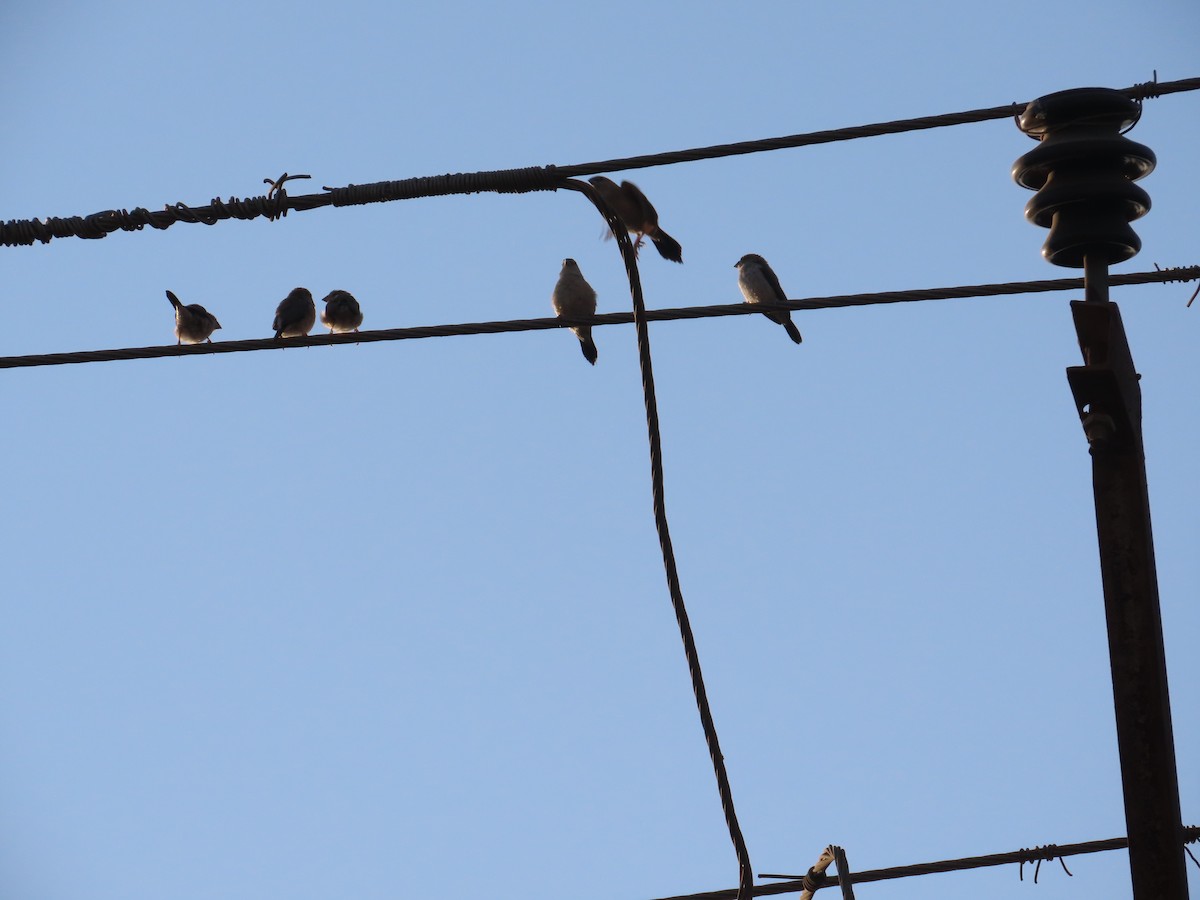 白喉文鳥 - ML647071519