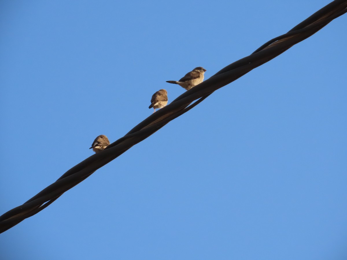 白喉文鳥 - ML647071520