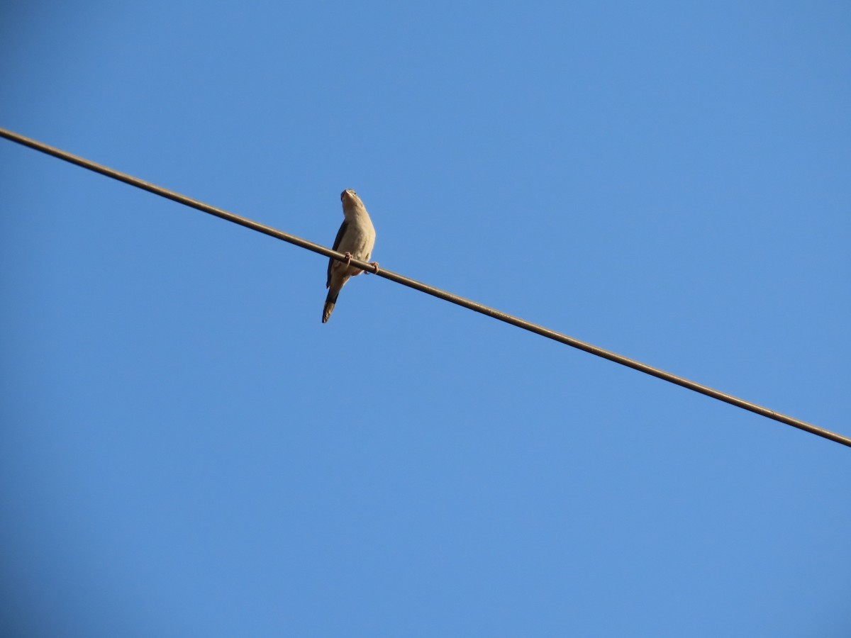 白喉文鳥 - ML647071521