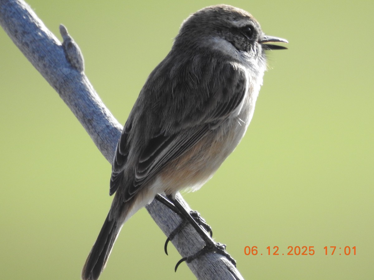 Fuerteventura Stonechat - ML647071523