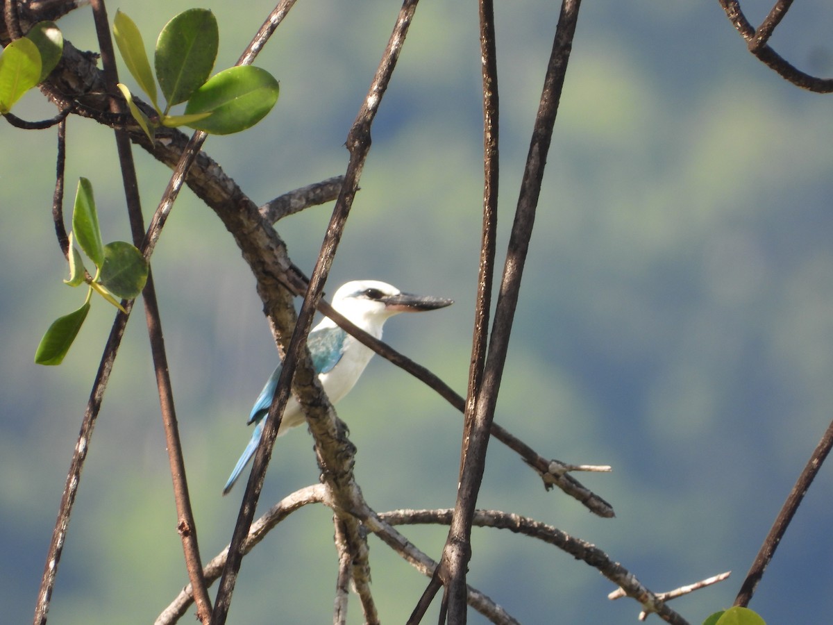 Beach Kingfisher - ML647071532